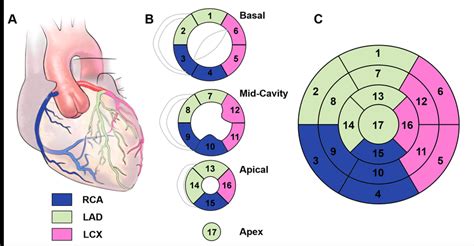 myocardial wall segments